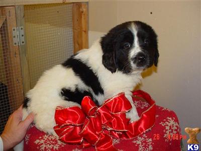 Newfoundland Puppies for Sale
